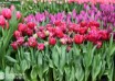 Tulipa Mascotte ® (2)